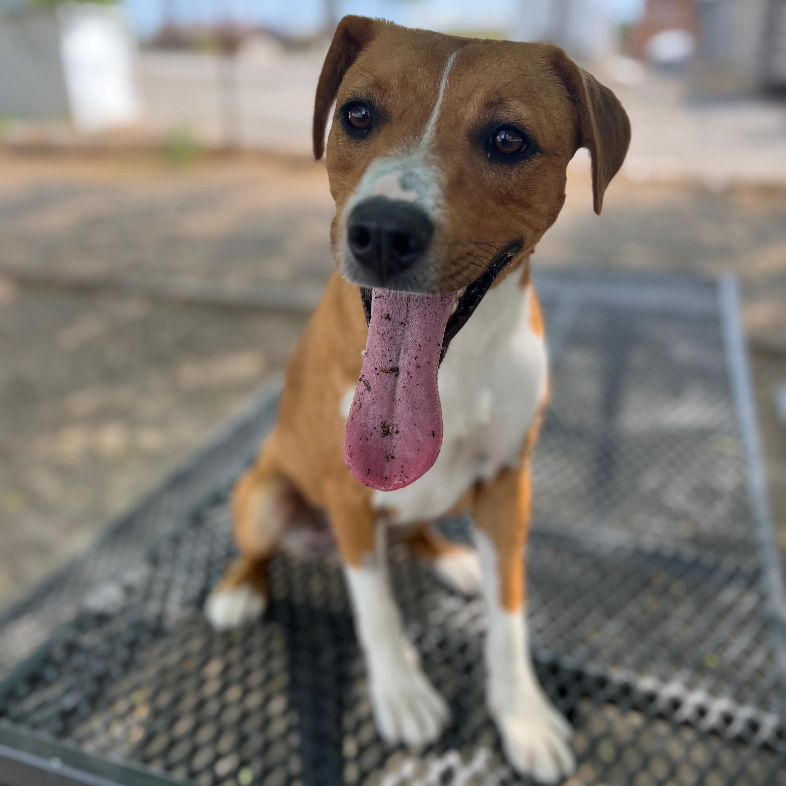 Enlarge Peanut Butter - Delta, a Adoptable Mixed Breed in Delta, CO image 3/6