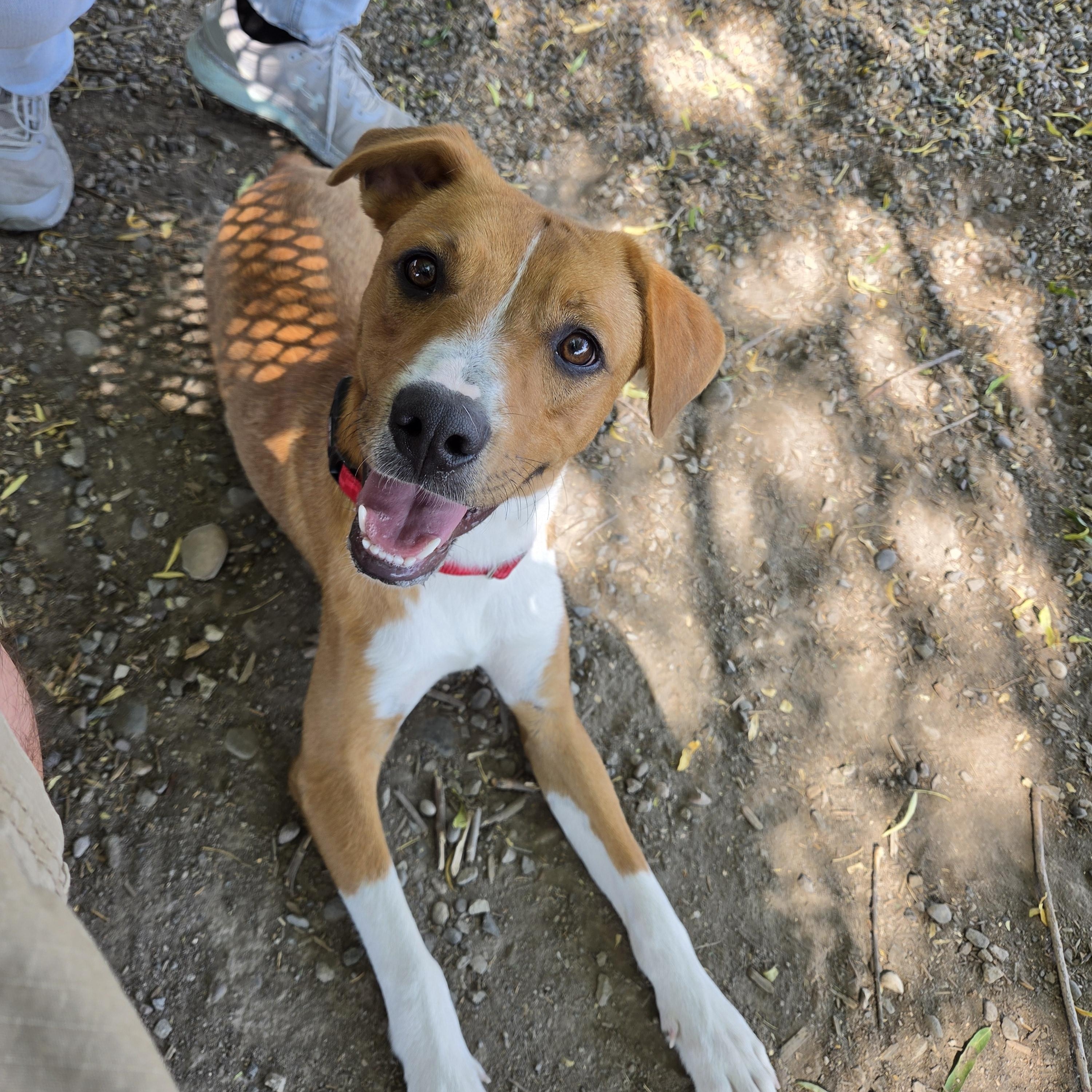 Peanut Butter - Delta, a Adoptable Mixed Breed in Delta, CO image 2/3