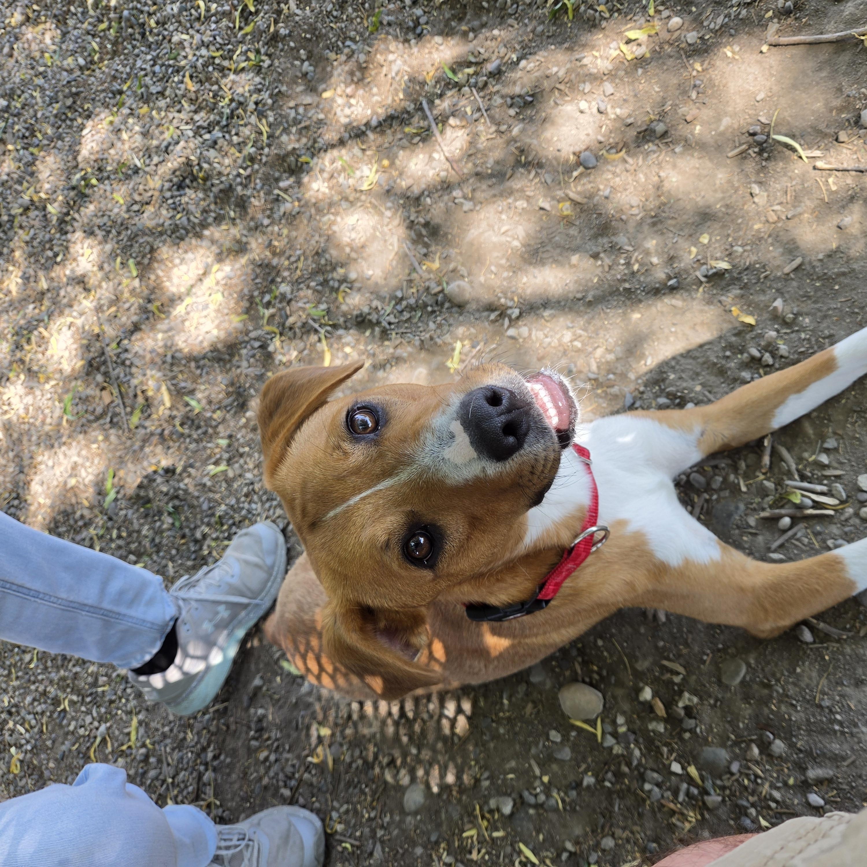 Peanut Butter - Delta, a Adoptable Mixed Breed in Delta, CO image 3/3