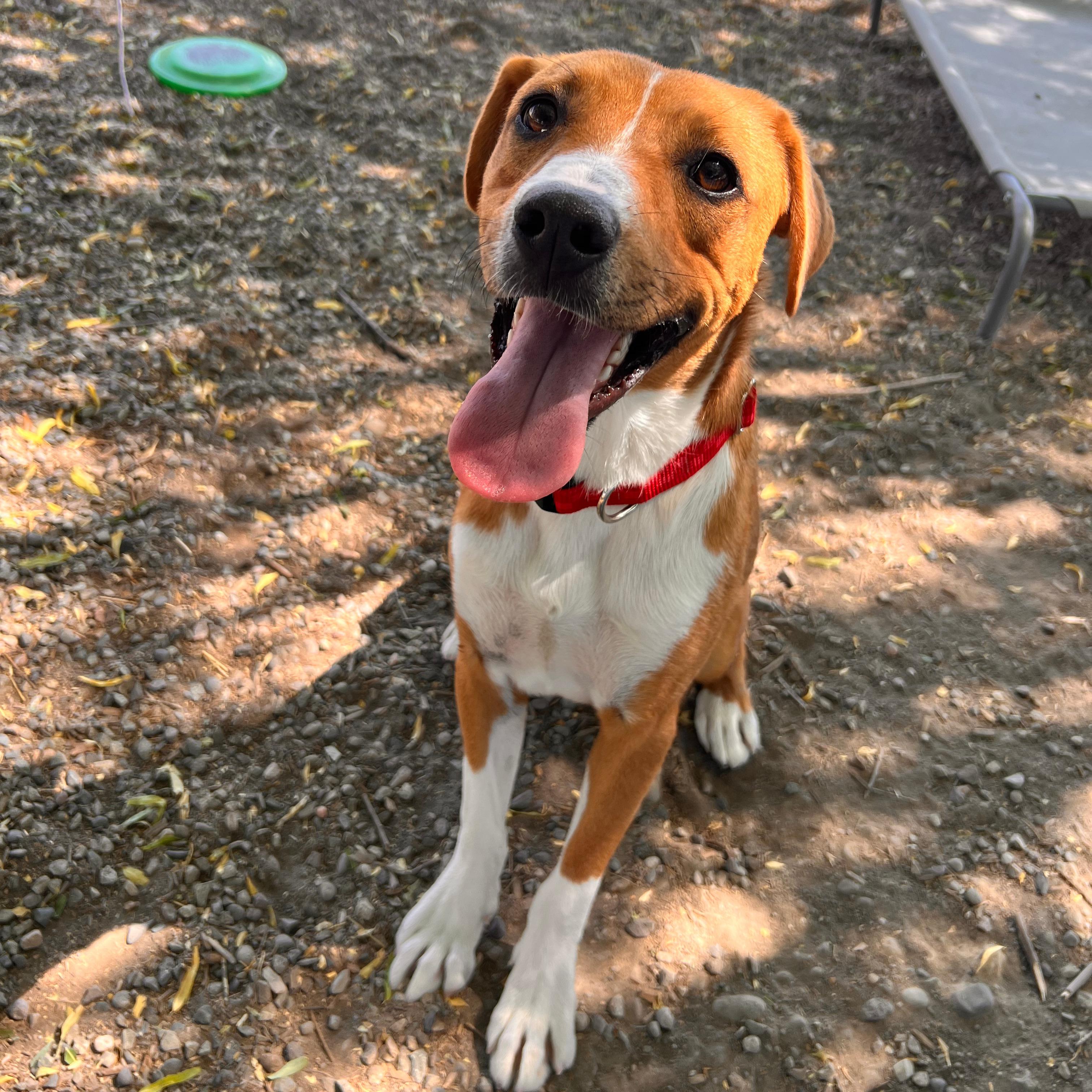 Enlarge Peanut Butter - Delta, a Adoptable Mixed Breed in Delta, CO image 6/6