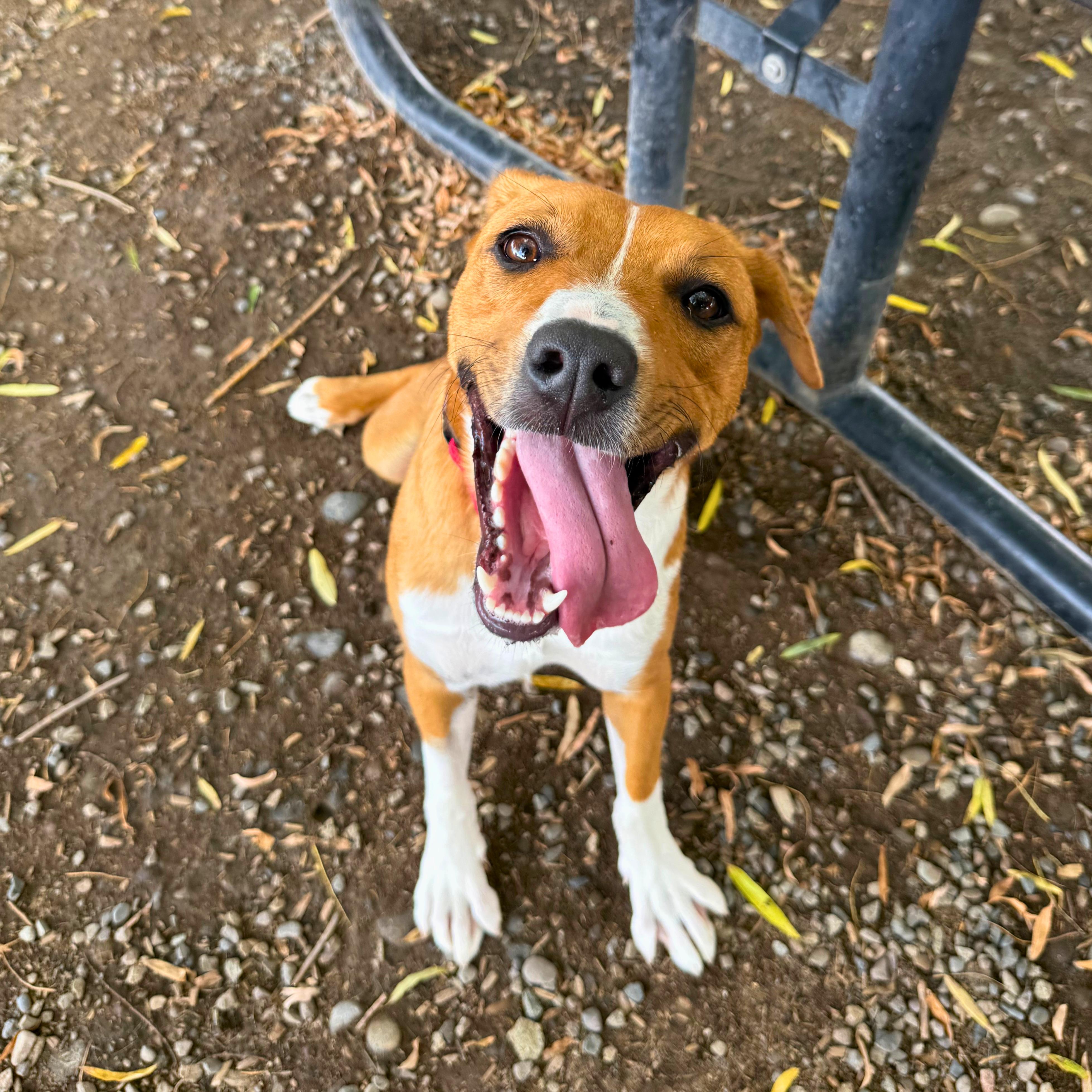 Peanut Butter - Delta, Adoptable, Young Male Mixed Breed.