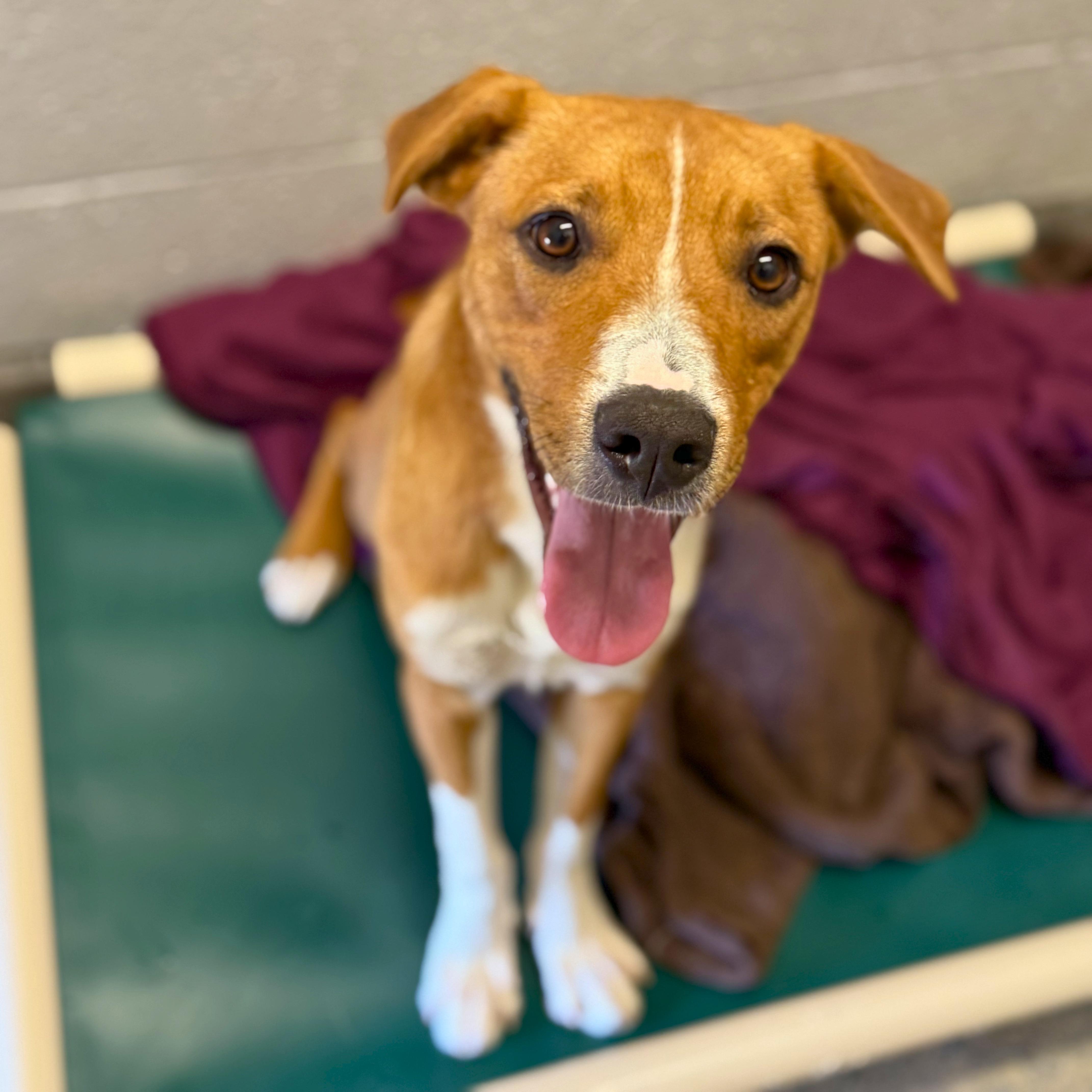 Peanut Butter - Delta, a Adoptable Mixed Breed in Delta, CO image 1/3