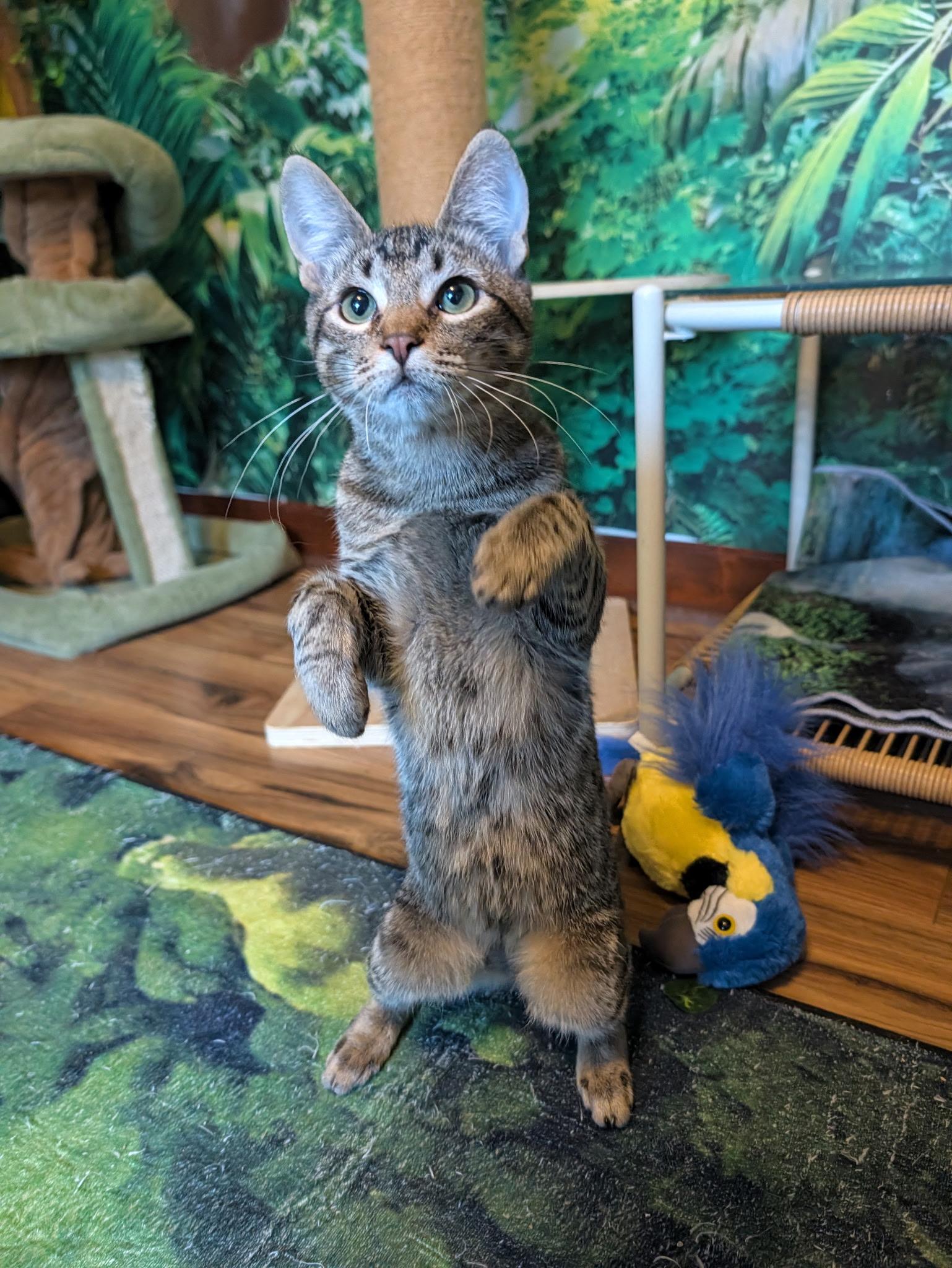 Enlarge Cricket, a Adoptable Domestic Short Hair in Beaverton, OR image 3/3