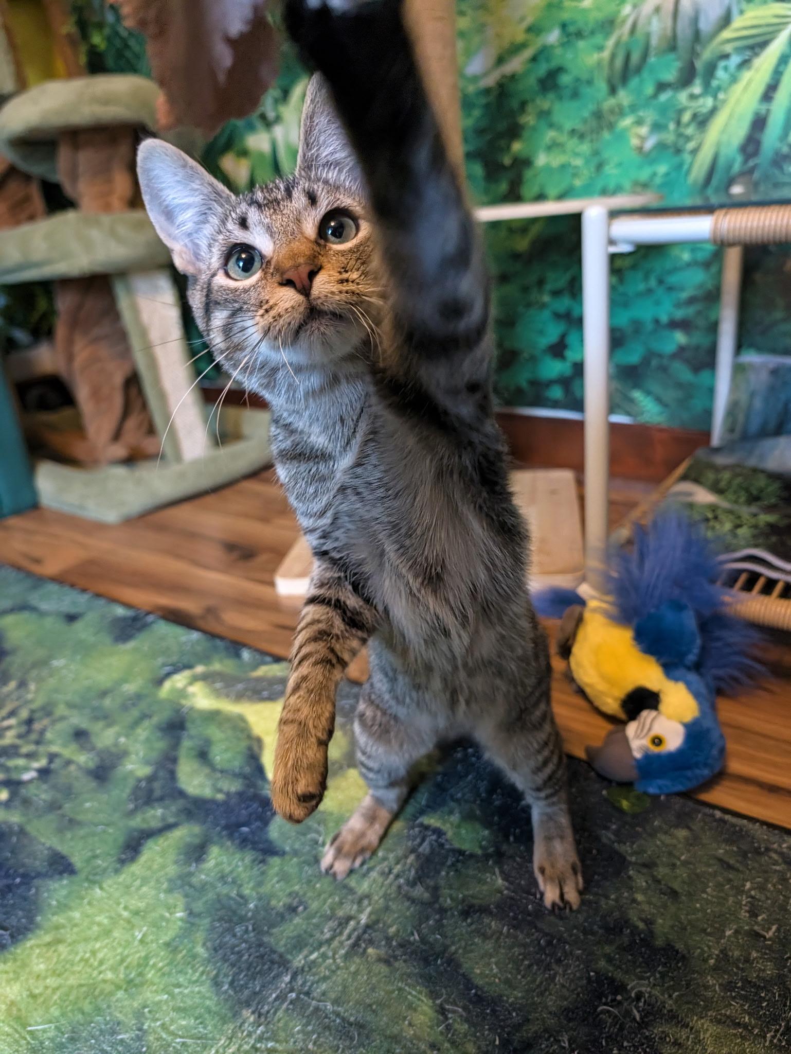Enlarge Cricket, a Adoptable Domestic Short Hair in Beaverton, OR image 2/3
