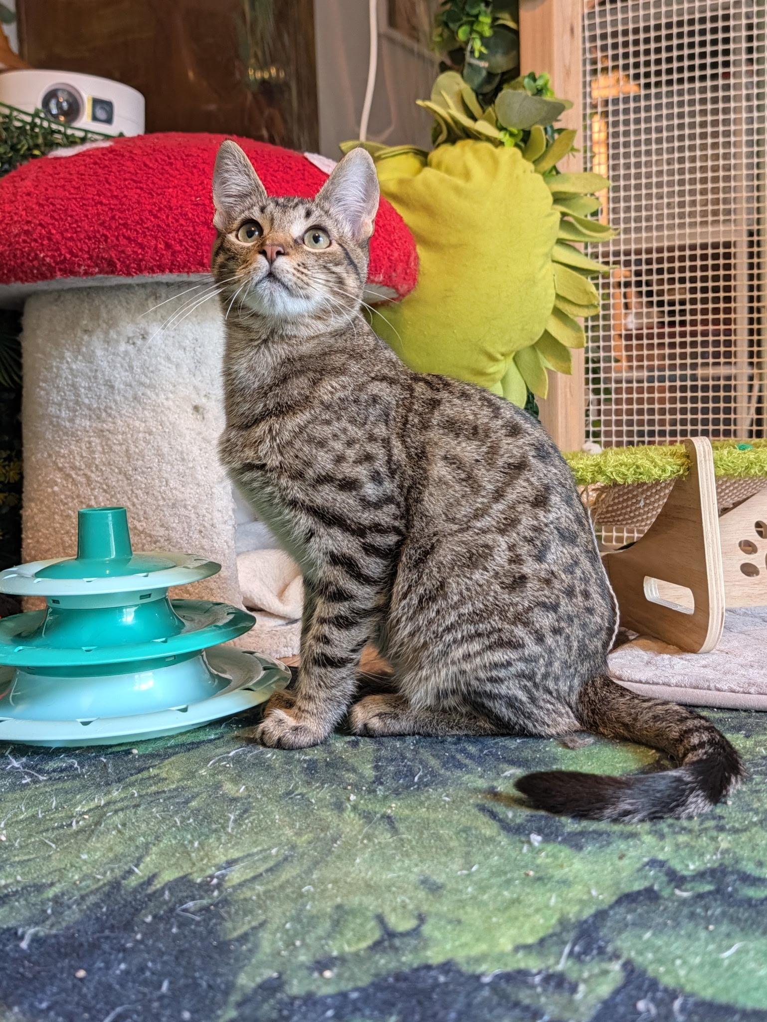 Cricket, Adoptable, Kitten Male Domestic Short Hair.
