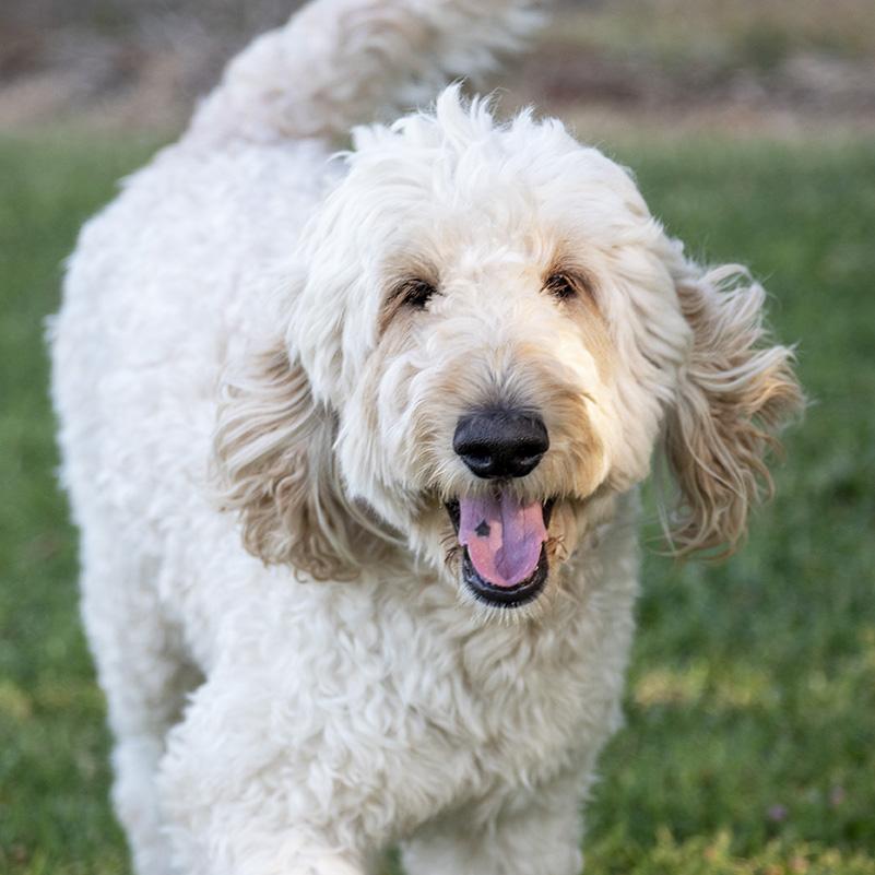 Casper, Adoptable, Adult Male Goldendoodle.