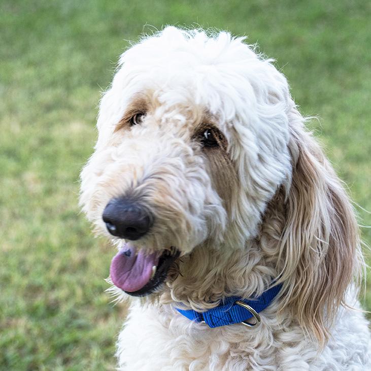 Enlarge Casper, a Adoptable Goldendoodle in Elverta, CA image 3/4