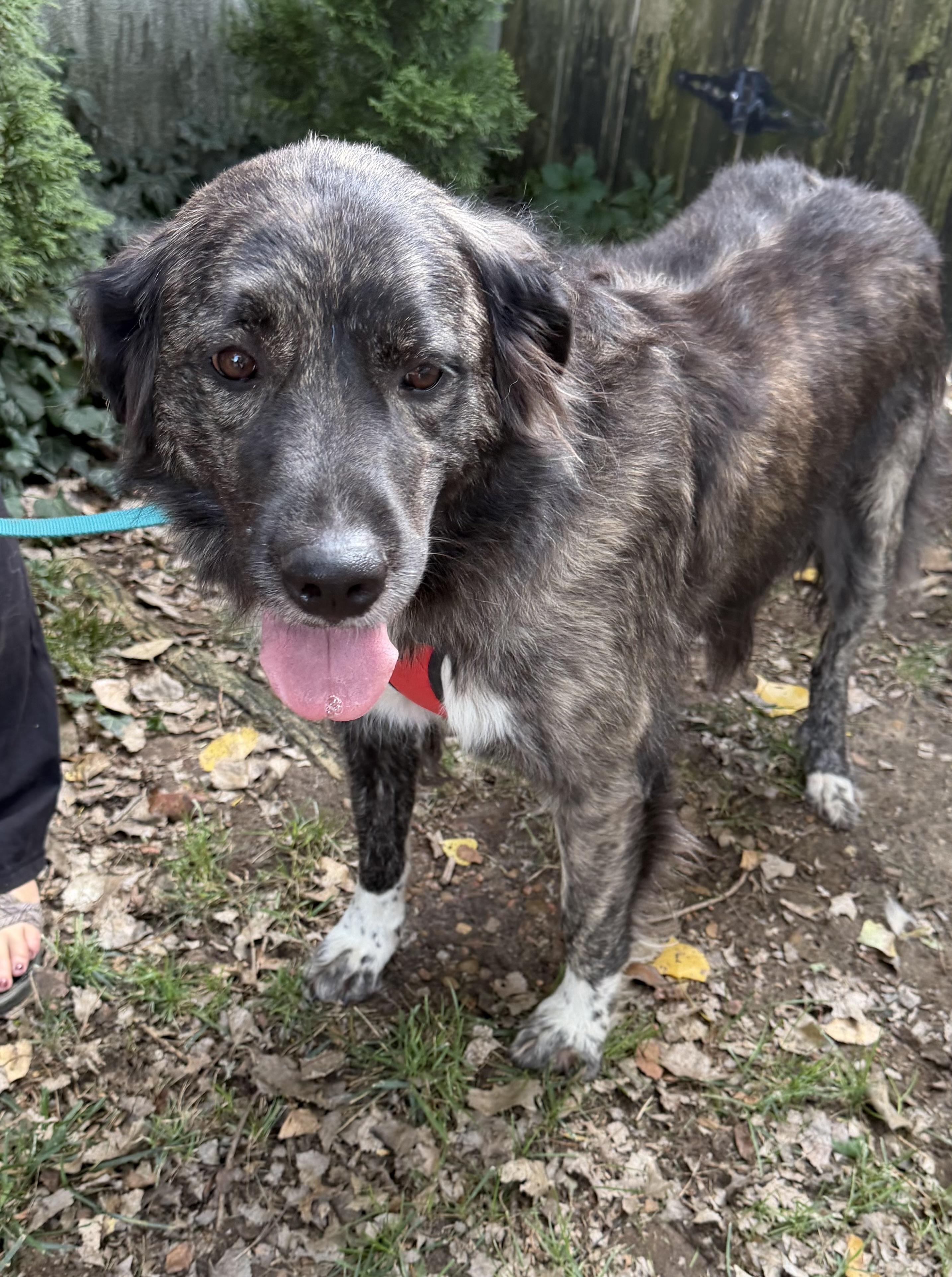 Rubideaux/not in program, Adoptable, Adult Female Great Pyrenees & Anatolian Shepherd.