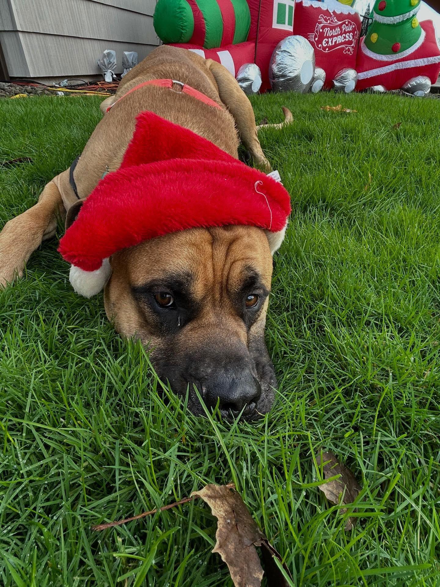 Dylan, Adoptable, Young Male Mastiff.