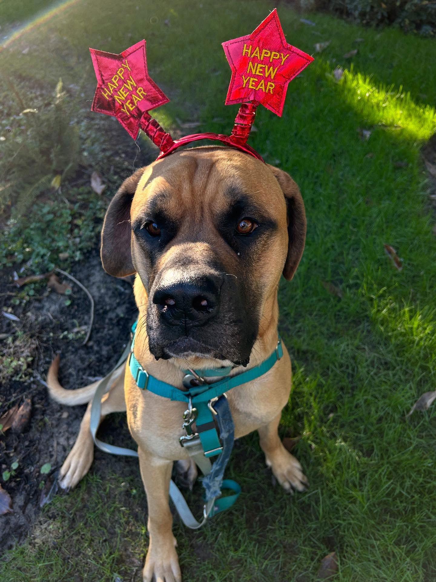 Enlarge Dylan, a Adoptable Mastiff in McMinnville, OR image 2/3