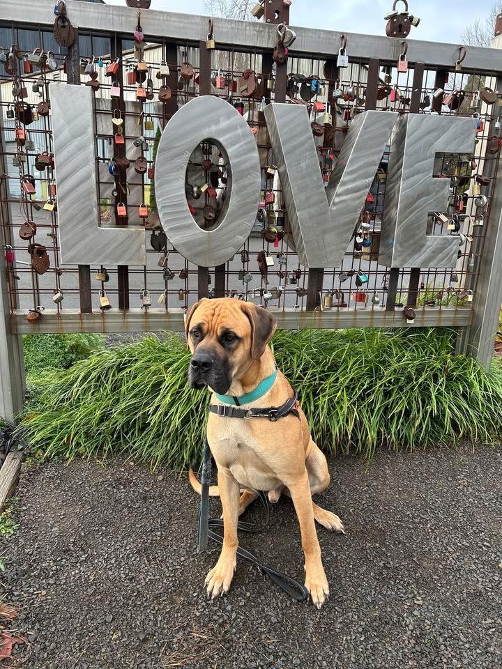 Enlarge Dylan, a Adoptable Mastiff in McMinnville, OR image 3/3