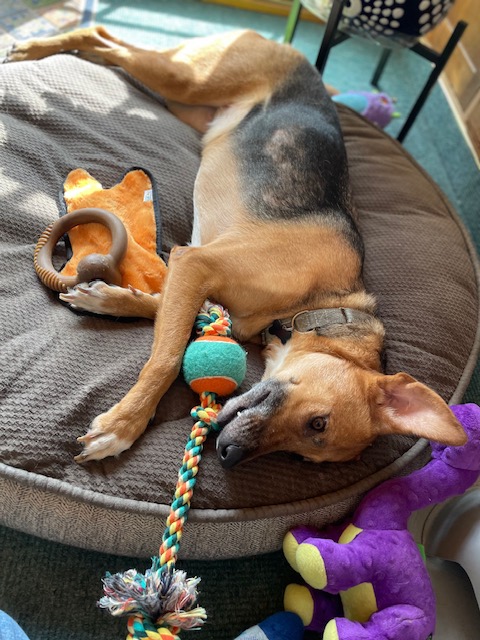 Enlarge Carla, a Adoptable mixed breed in Chicago, IL image 4/6