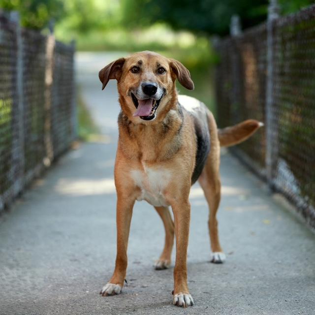Enlarge Carla, a Adoptable mixed breed in Chicago, IL image 6/6
