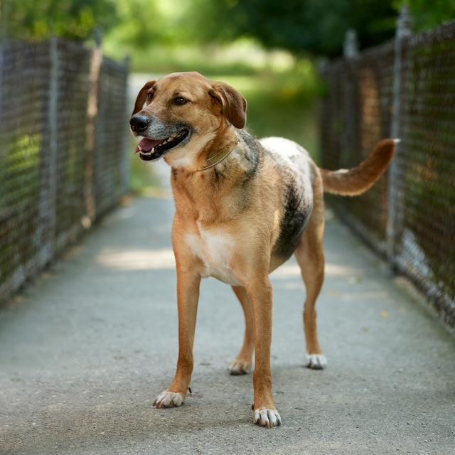 Enlarge Carla, a Adoptable mixed breed in Chicago, IL image 5/6