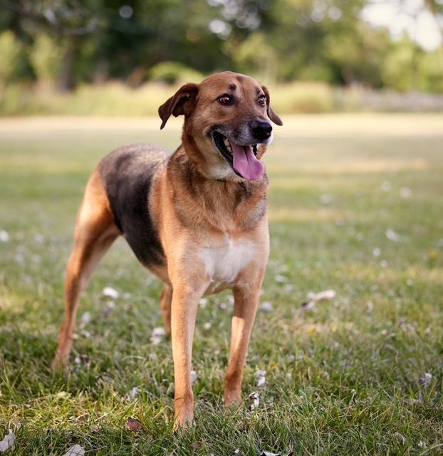 Enlarge Carla, a Adoptable mixed breed in Chicago, IL image 1/6