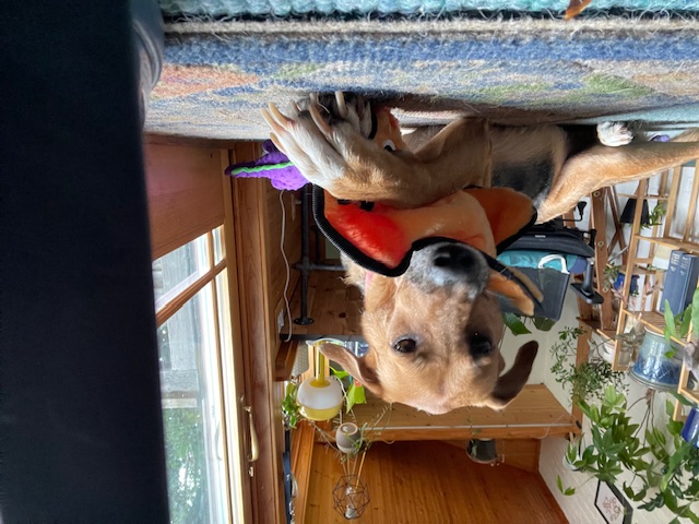 Enlarge Carla, a Adoptable mixed breed in Chicago, IL image 3/6