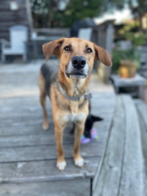 Enlarge Carla, a Adoptable mixed breed in Chicago, IL image 2/6