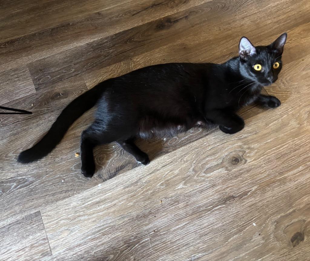Scarlett, Adoptable, Young Female Domestic Short Hair.