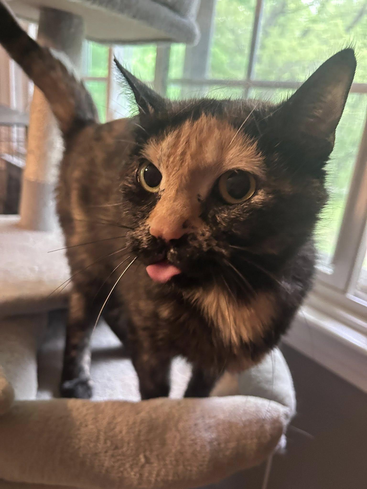 Ginger Bea, Baby Female Tortoiseshell