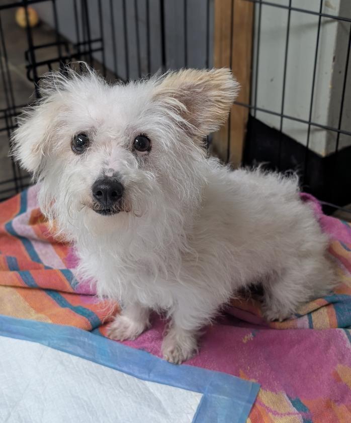 Meet buddy a true testament to the power of love and a good groom Once found matted and in need