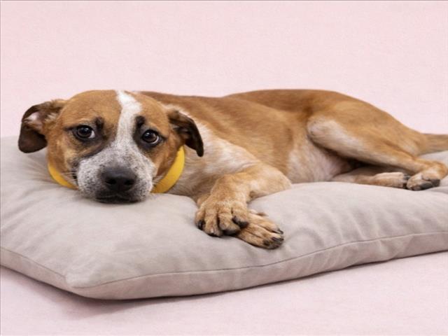 Enlarge SCARY SPICE, a Adoptable mixed breed in Cookeville, TN image 1/1