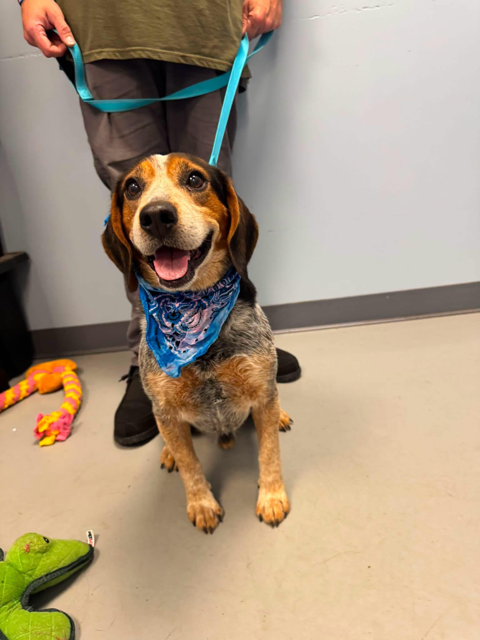 Trapper, an adopted mixed breed in Zanesville, OH image 2/2