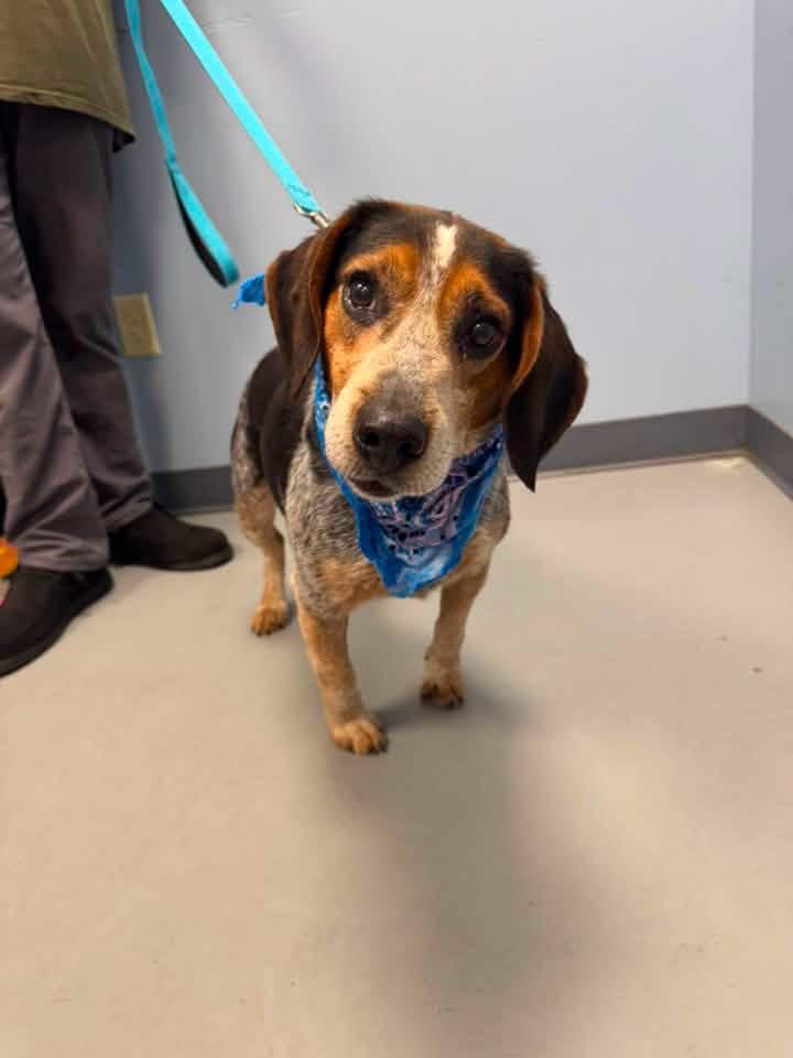 Trapper, adopted, Adult Male Beagle.