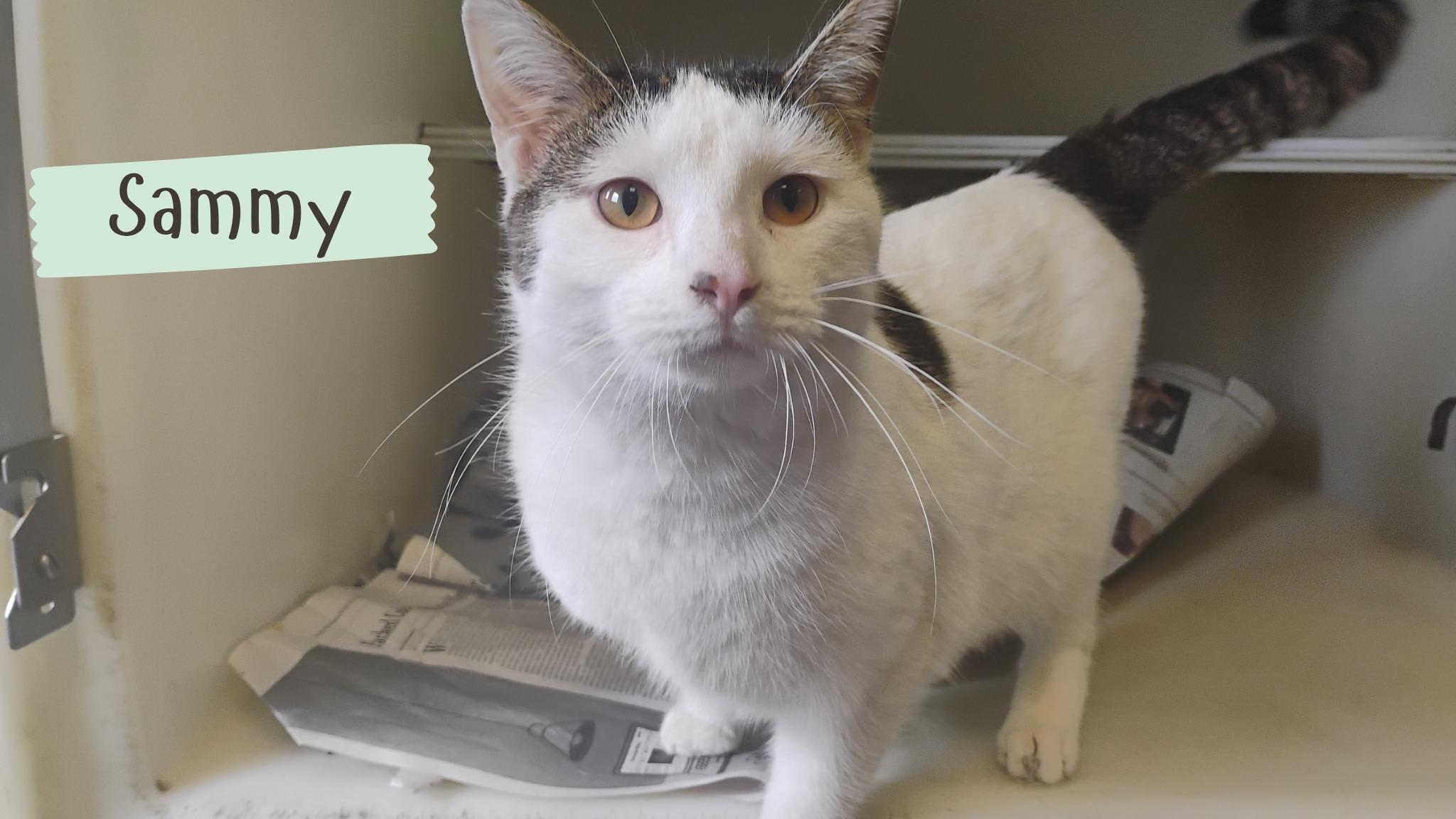 Enlarge Sammy, a Adoptable Tabby in Muncie, IN image 1/1