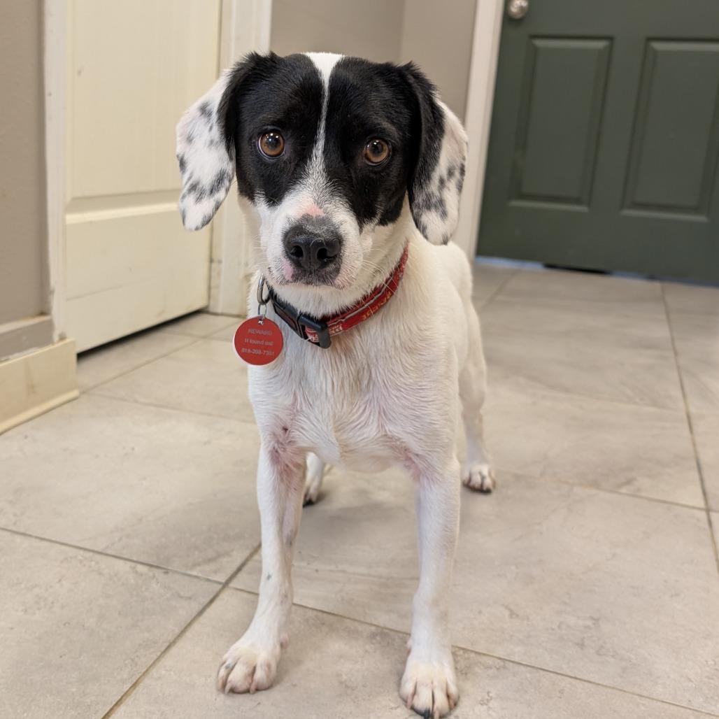 Ollie, Adoptable, Adult Male Beagle & Mixed Breed.