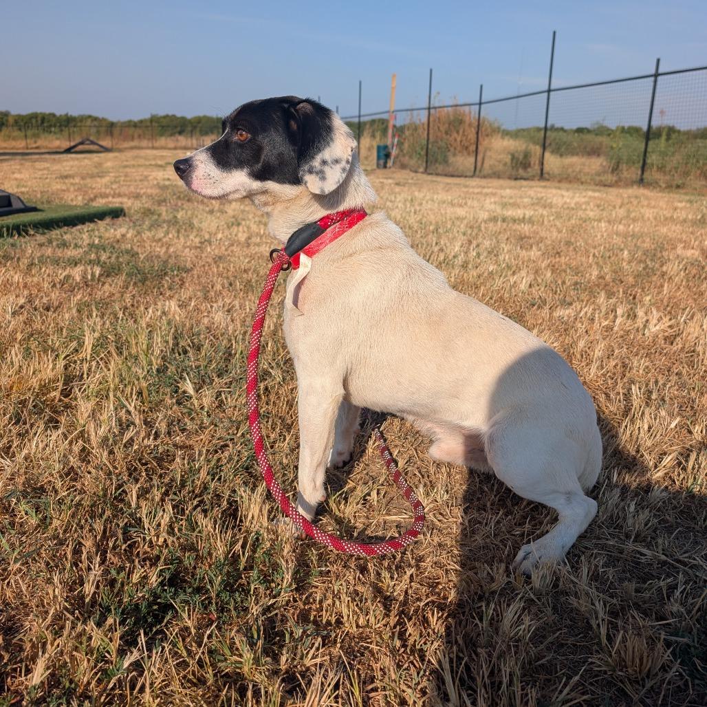 Enlarge Ollie, a Adoptable mixed breed in Nowata, OK image 2/3