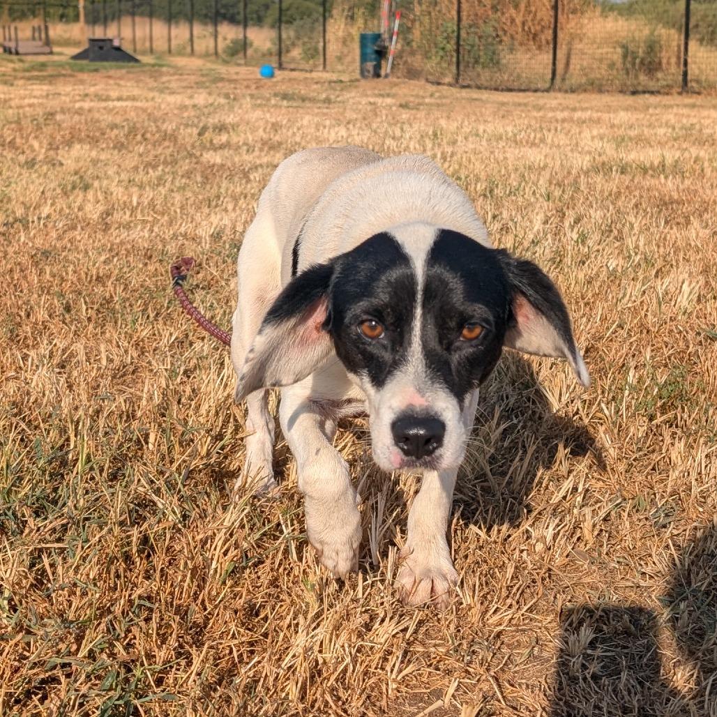 Enlarge Ollie, a Adoptable mixed breed in Nowata, OK image 3/3