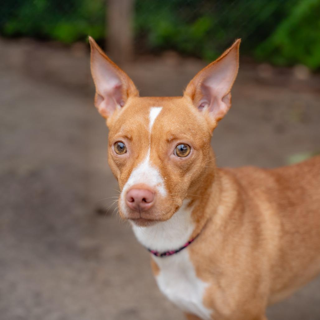 Enlarge Lisa, a Adoptable mixed breed in Gainesville, GA image 1/3