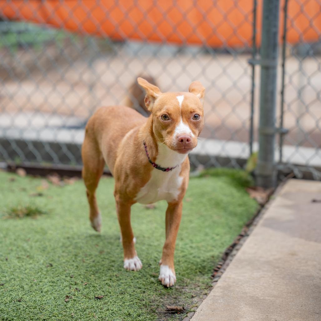 Enlarge Lisa, a Adoptable mixed breed in Gainesville, GA image 2/3