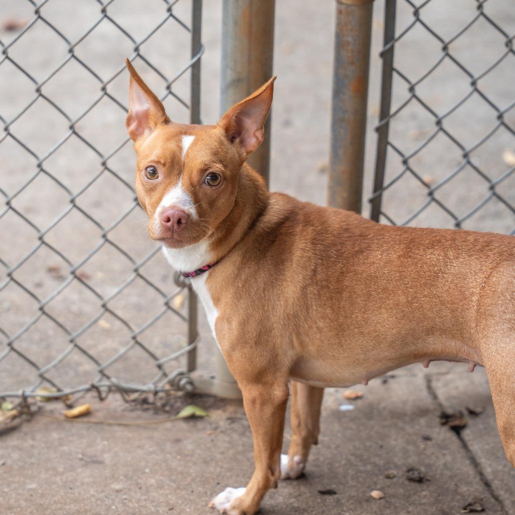 Enlarge Lisa, a Adoptable mixed breed in Gainesville, GA image 3/3