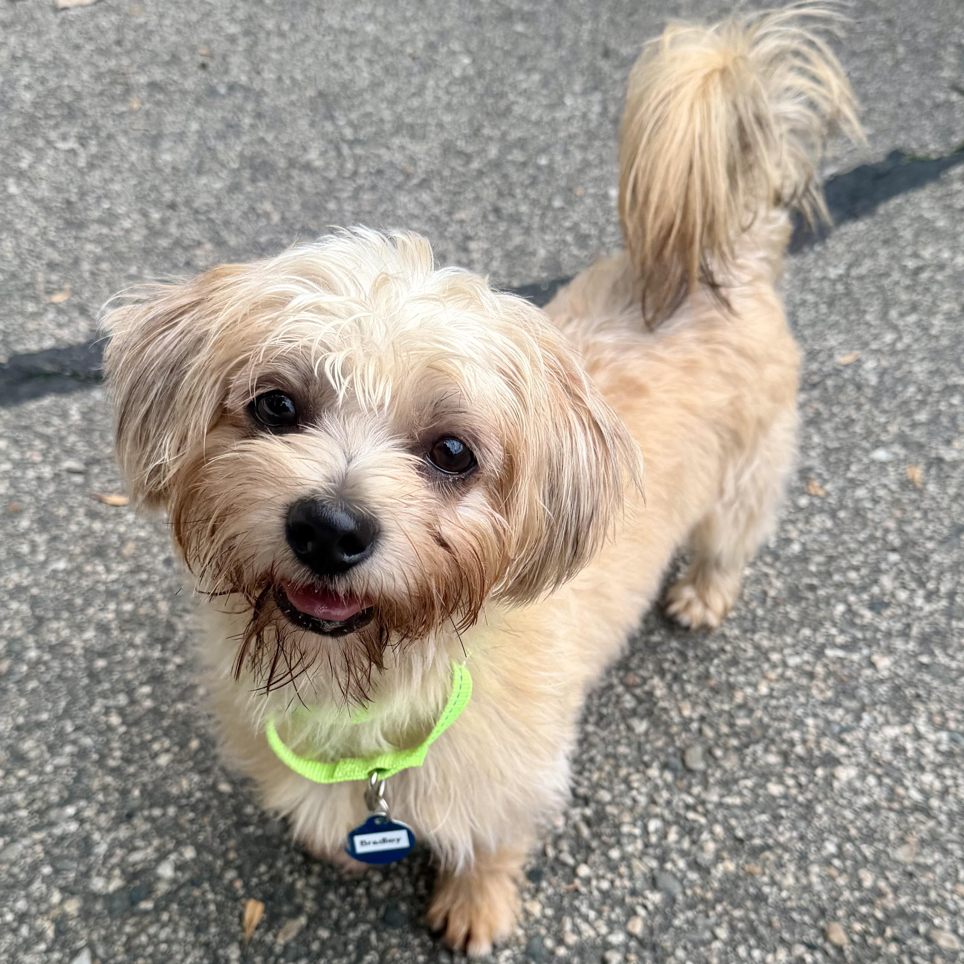 BRADLEY, adopted, Adult Male Mixed Breed.