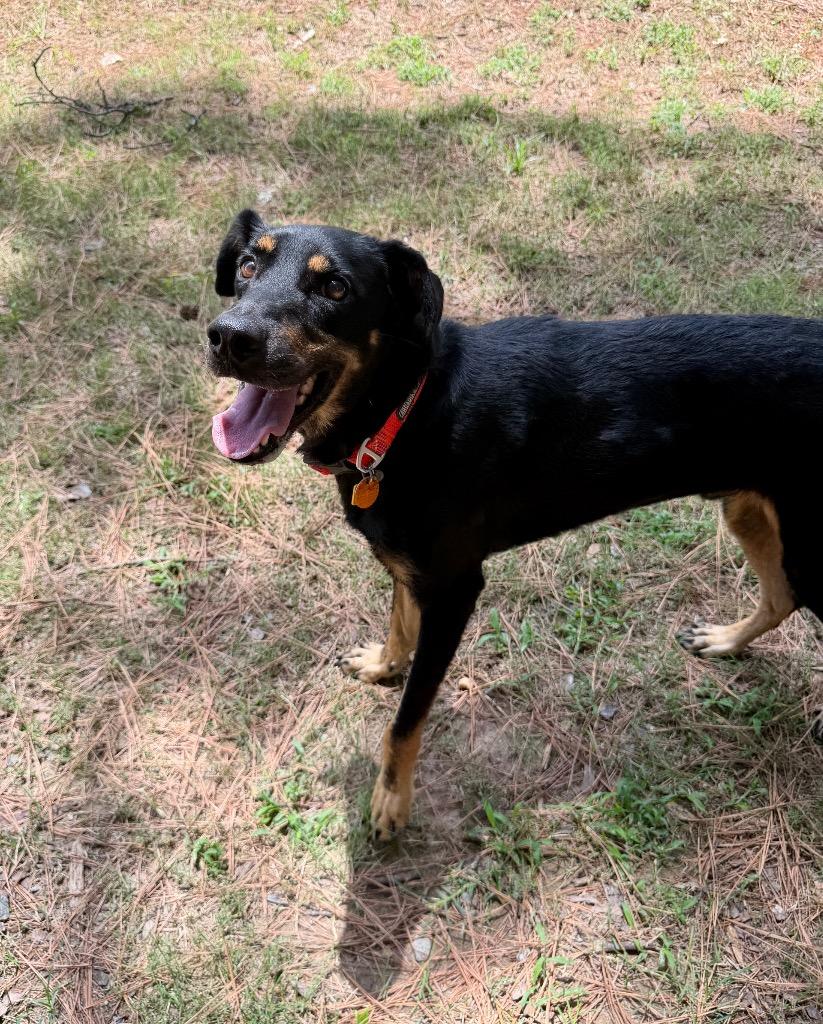 Boone, a Adoptable mixed breed in Little Rock, AR image 1/5