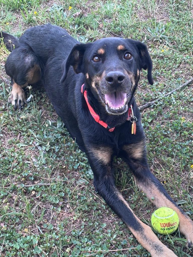 Boone, a Adoptable mixed breed in Little Rock, AR image 2/5
