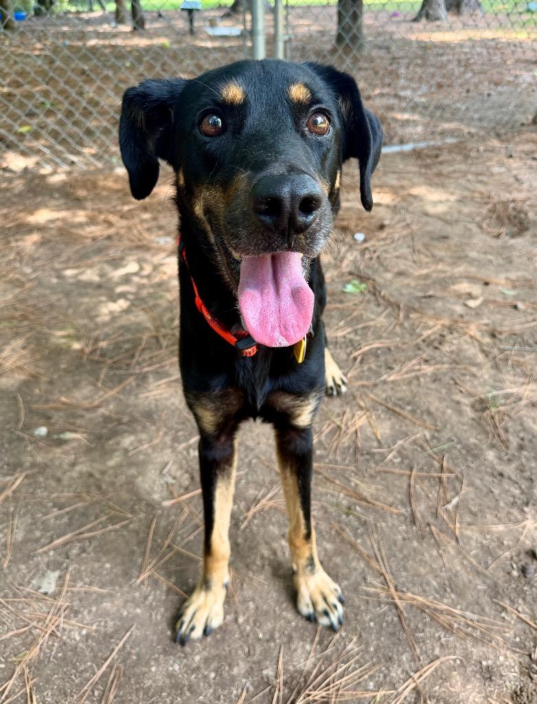 Boone, a Adoptable mixed breed in Little Rock, AR image 3/5