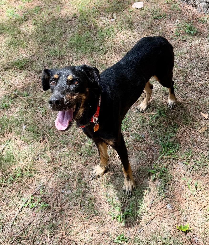Boone, a Adoptable mixed breed in Little Rock, AR image 4/5