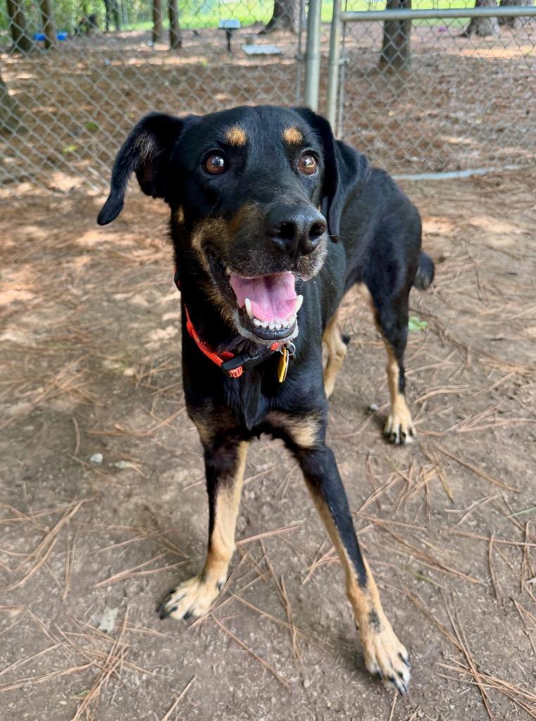 Boone, a Adoptable mixed breed in Little Rock, AR image 5/5
