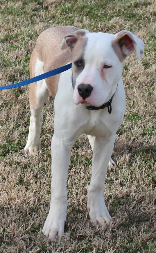 Enlarge THEO, an adopted mixed breed in Claremore, OK image 1/3