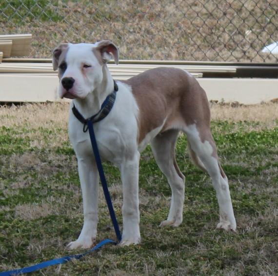 Enlarge THEO, an adopted mixed breed in Claremore, OK image 2/3
