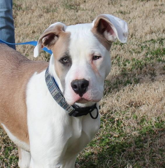 Enlarge THEO, an adopted mixed breed in Claremore, OK image 3/3