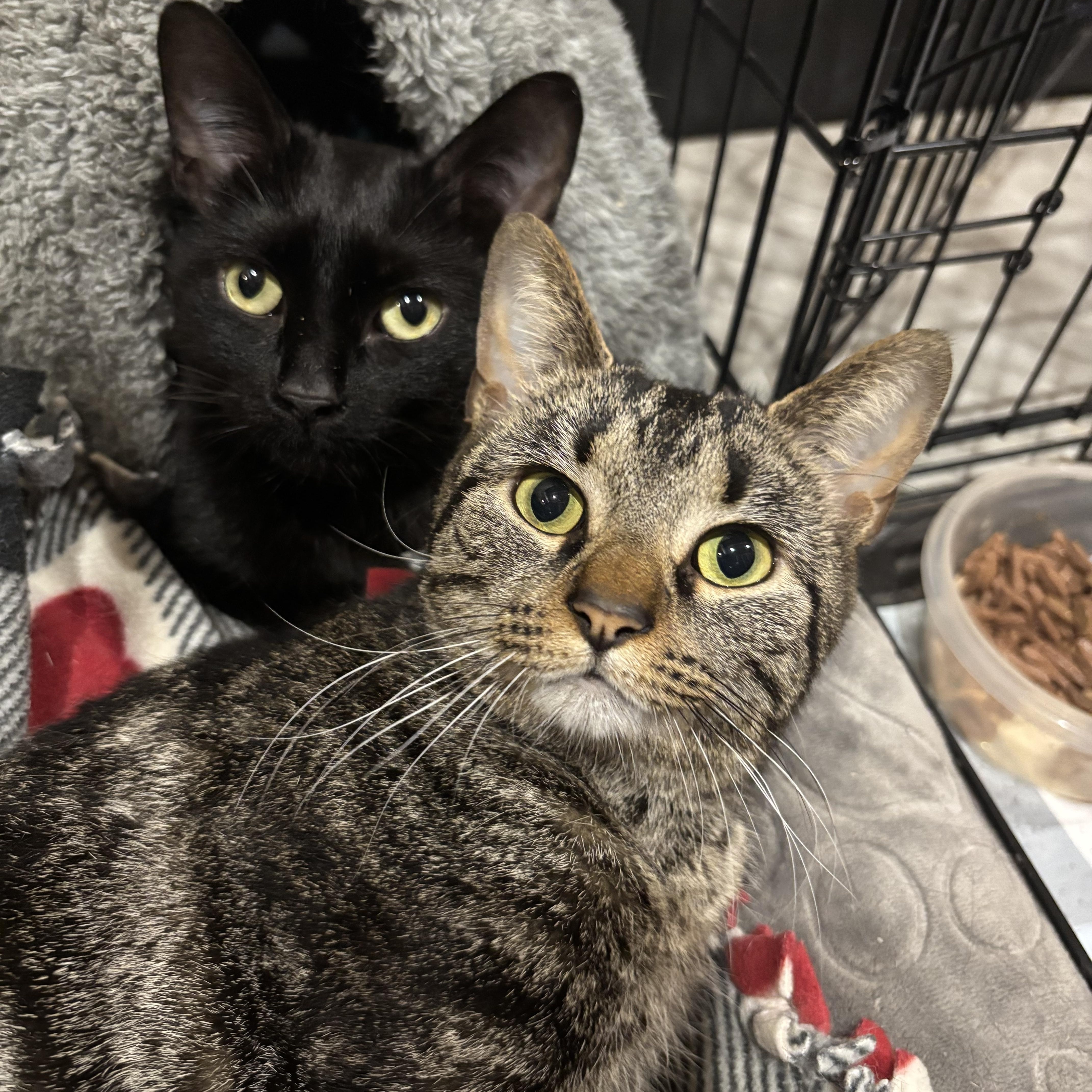 Speedy & Flipper, adopted, Young Female Domestic Short Hair.