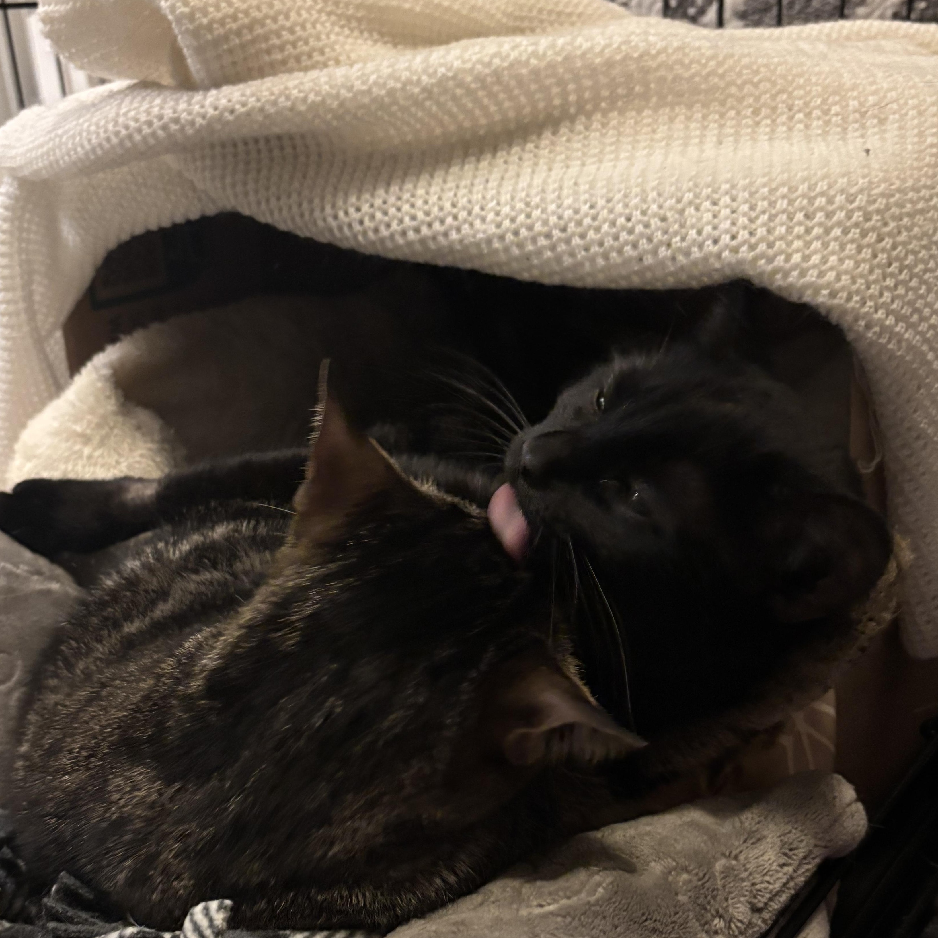 Speedy & Flipper, an adopted Domestic Short Hair in Stoughton, WI image 4/6