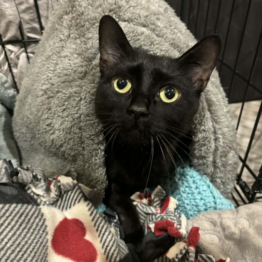 Speedy & Flipper, an adopted Domestic Short Hair in Stoughton, WI image 2/6