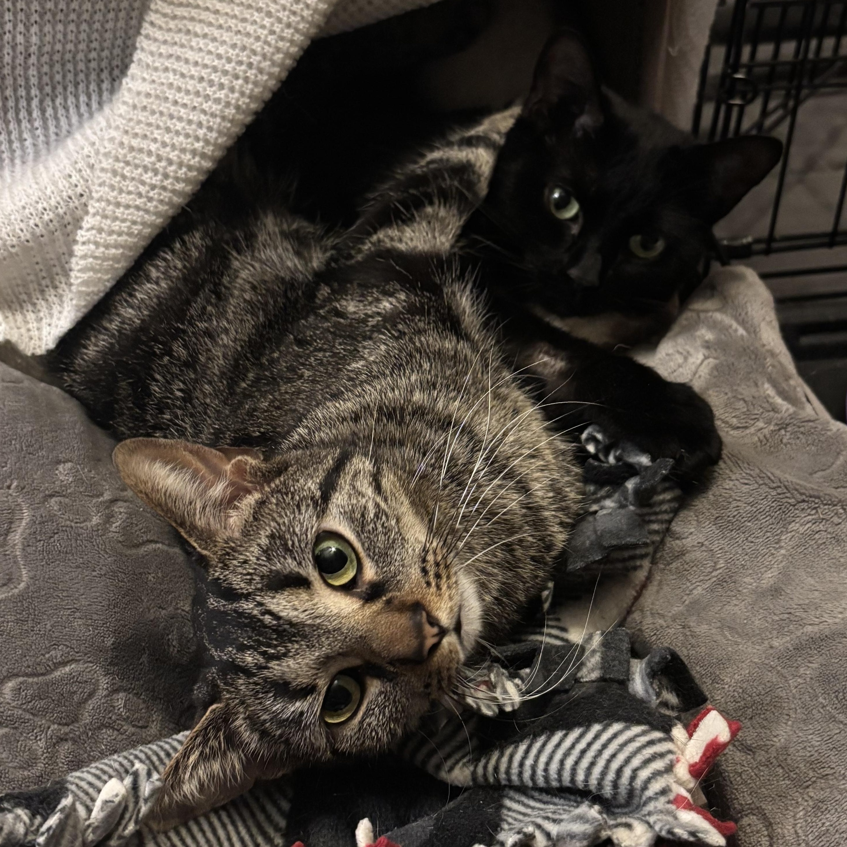 Speedy & Flipper, an adopted Domestic Short Hair in Stoughton, WI image 5/6