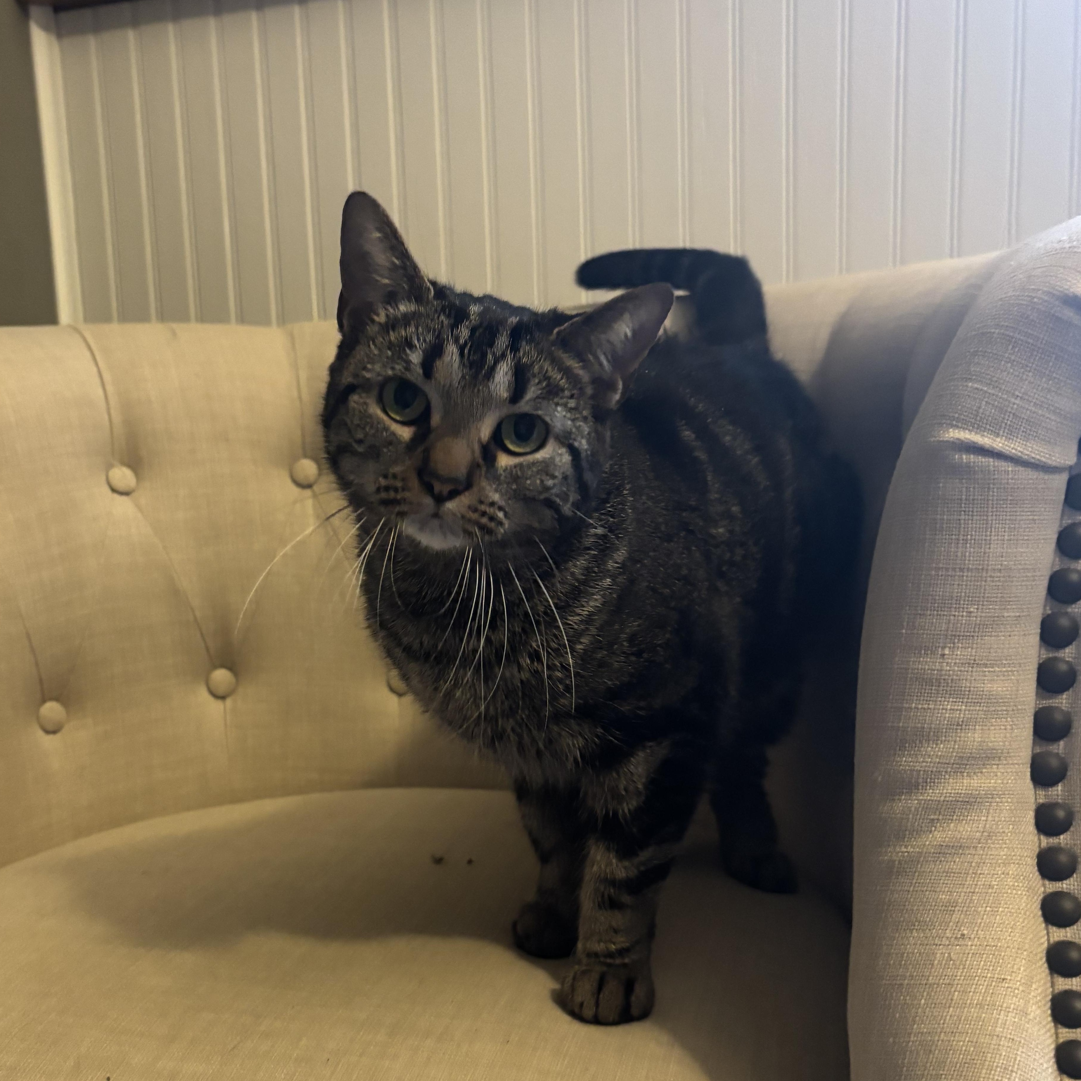 Speedy & Flipper, an adopted Domestic Short Hair in Stoughton, WI image 6/6