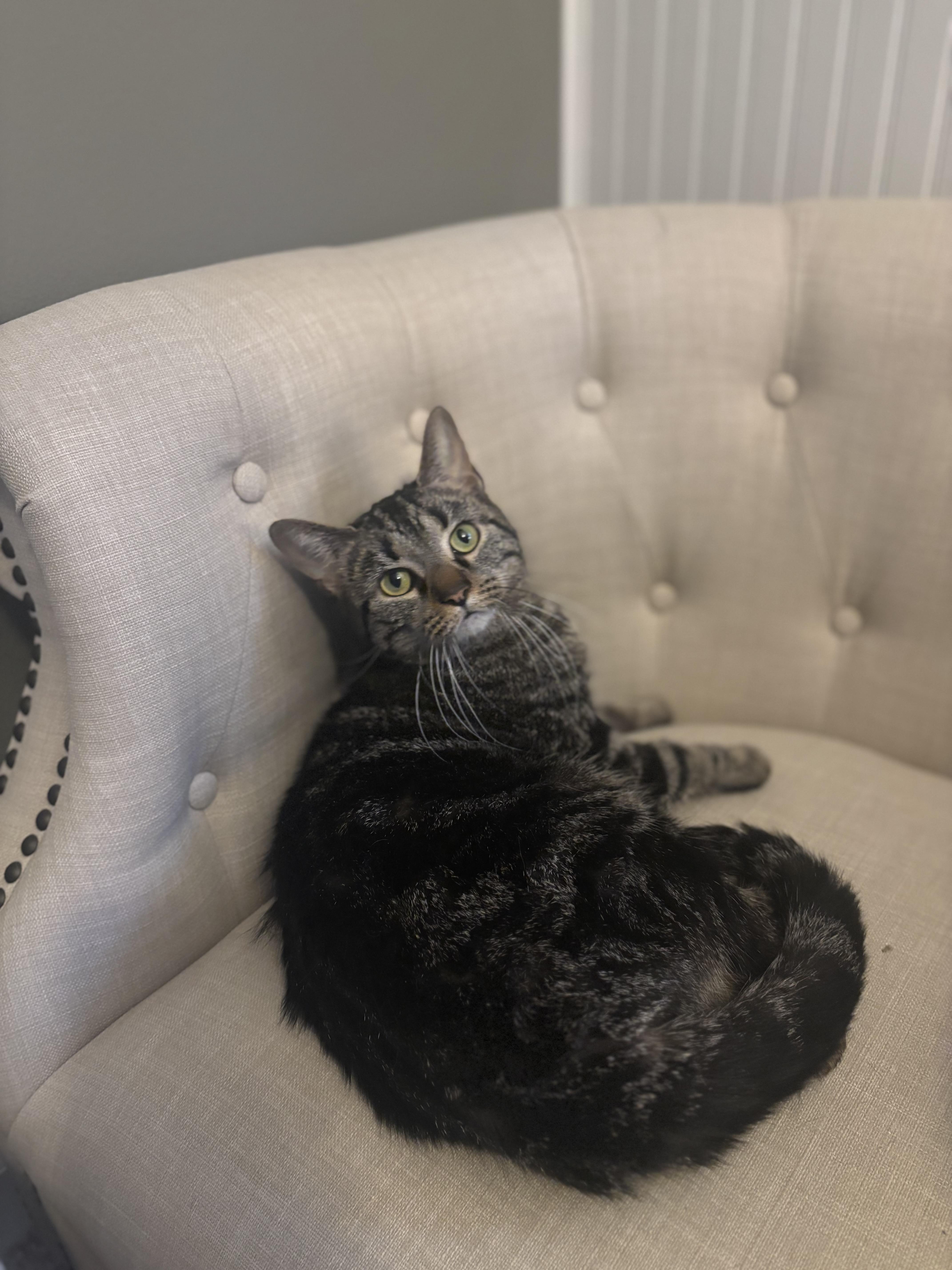 Speedy & Flipper, an adopted Domestic Short Hair in Stoughton, WI image 3/6