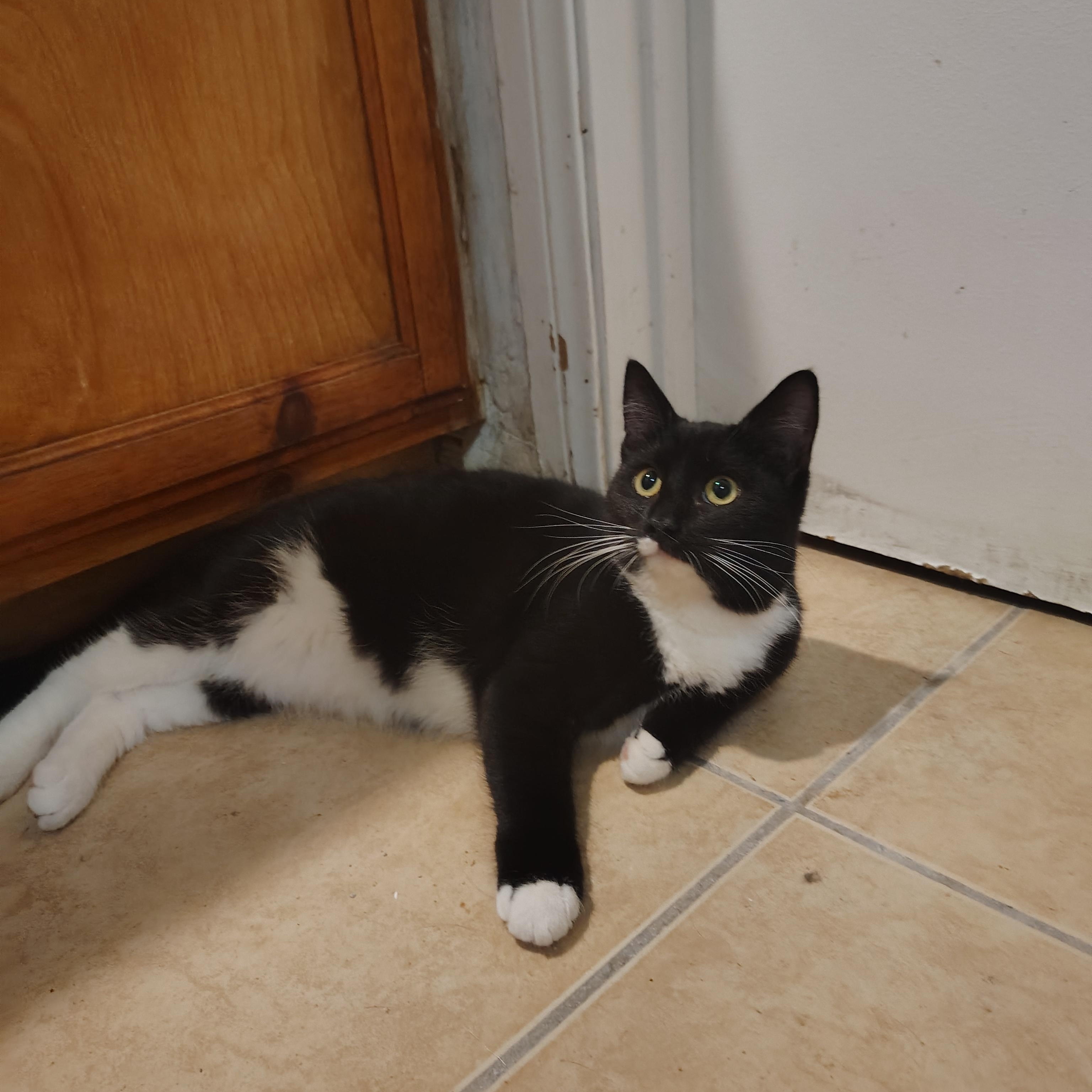 Enlarge Estrella, an adopted Domestic Short Hair in Long Beach, CA image 2/3